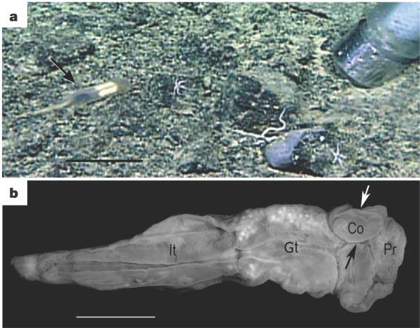 Представитель Семейства Torquatoridae